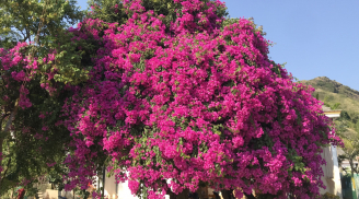 Sau khi hoa giấy tàn, làm ngay 3 việc quan trọng để đợt sau nhiều hoa gấp đôi đợt trước