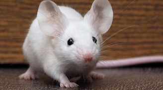 Tháng 7 dương ăn lộc Thánh: 4 tuổi tới thời hoàng kim giàu sụ, tiền chất núi trong nhà