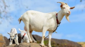 3 tuổi là con cưng của Thần Tài, 7 ngày cuối tháng 6 tiền tài ồ ạt kéo đến nhà
