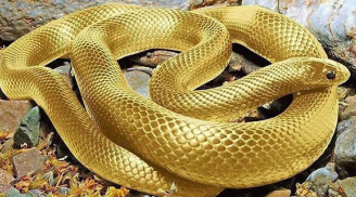 Tài lộc rực rỡ: 4 tuổi làm ăn phát đạt, không thiếu của ăn của để trong tháng 6 âm