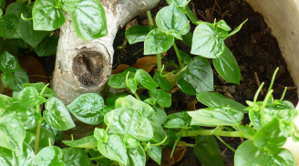 5 loại rau được thế giới săn lùng gọi là 'rau trường thọ': Ở Việt Nam mọc dại đầy ngài vườn, ít người ăn
