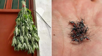 Lấy nắm lá này đặt trong nhà, muỗi dĩn không dám bén mảng vào nhà