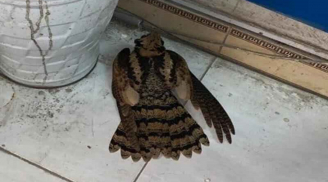 Người xưa nhắc nhở: 2 loài chim vào nhà, nhất định có chuyện vui, hãy bảo vệ chúng