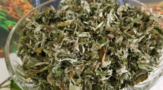 Ngải cứu đem phơi khô có 4 tác dụng thần kỳ, ai cũng nên biết