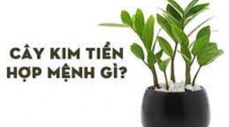 Người thuộc 2 mệnh này trồng cây kim tiền cực hợp, để trong nhà quanh năm gặp may, hút tài lộc