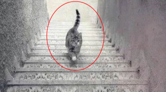 Con mèo đang đi lên hay đi xuống: Câu trả lời sẽ tiết lộ năng lực đặc biệt của bạn