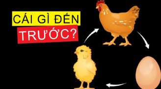 Con gà có trước hay quả trứng có trước? Đây mới chính là đáp án chính xác nhất