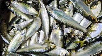 5 loại cá bổ ngang nhân sâm, tổ yến nuôi tự nhiên không có hóa chất, an tâm mà ăn