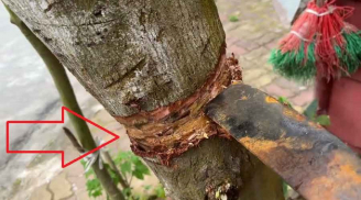 Tổ tiên dặn kỹ: Túng thiếu đến mấy đừng chặt 3 cây này, con cháu về sau hưởng phúc to
