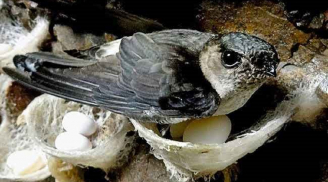 Nhà đột nhiên có 3 con vật này bay vào, báo hiệu điềm lành, tài lộc ùn ùn, đừng xua đuổi