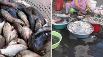 Đi chợ thấy bán loại cá này hãy mua ngay: Bổ ngang nhân sâm ngàn năm, giá rẻ như cho