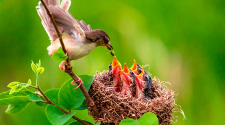 Tại sao chim mẹ luôn bỏ đói 1 số con khi cho các chim con ăn? Hóa ra chúng rất thông minh
