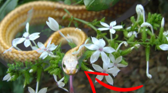 Vườn có 5 loại cây 'gọi rắn' vào nhà, muốn yên ổn thì nhổ bỏ ngay