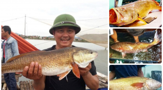 Loại cá ở Việt Nam đắt đỏ bậc nhất thế giới, có 1 bộ phận “quý hơn vàng” giá hơn 1 tỷ đồng/kg