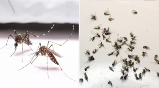Muỗi sợ nhất thứ này, đặt trong nhà là không thấy con muỗi nào, cả đêm ngủ ngon
