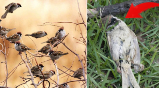 Tại sao chim sẻ có rất nhiều ngoài tự nhiên nhưng bạn không bao giờ thấy xác của chúng?