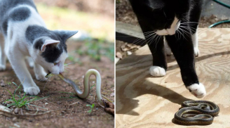 Vì sao mèo không sợ rắn?