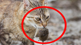Vì sao mèo thích ăn thịt chuột?
