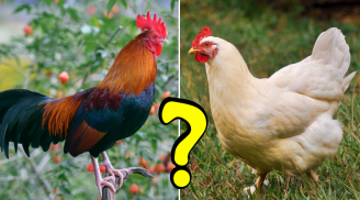 Thịt gà trống hay thịt gà mái ngon hơn: Thường xuyên ăn thịt gà nhưng không phải ai cũng biết