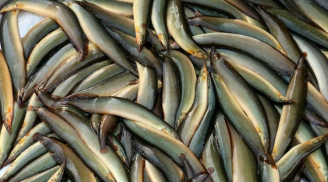 Loại cá mệnh danh là 'nhân sâm nước' bổ hơn vi cá, tổ yến: Đi chợ nhìn thấy đừng bỏ qua