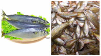 5 loại cá không thể nuôi nhân tạo, ngọt thịt, ít xương giá rẻ như cho: Ai không biết bỏ qua, rất đáng tiếc
