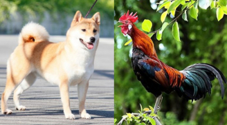 Khổ trước sướng sau: 3 con giáp đắc lộc kinh doanh, đổi đời sau tuổi 45