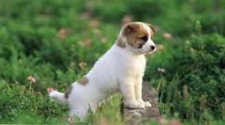 Trời thương người tài đức: 4 con giáp ra cửa gặp quý nhân, vận may ùa đến, 2024 giàu tột đỉnh