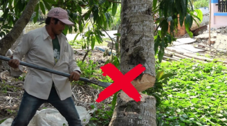 Nghe lời thầy phong thuỷ dặn: Nghèo cũng đừng chặt bỏ cây này, càng xanh tốt lộc càng nhiều