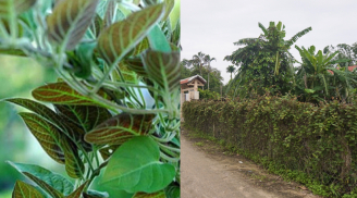 Nghề lạ ở Việt Nam: Trồng loại cây leo hàng rào, nông dân không cần chăm vẫn “hốt bạc”