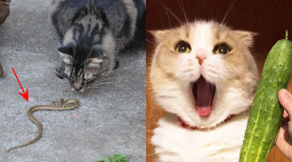 Vì sao mèo không sợ rắn nhưng lại nhảy dựng lên khi nhìn thấy dưa chuột?