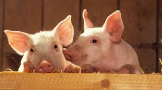 Trời thương người tài đức: 3 con giáp làm đâu trúng đó, tiền bạc chất đầy két trong 4 tháng cuối năm 2023