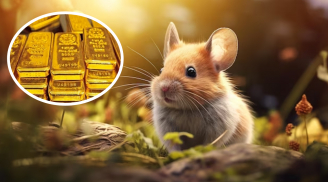 Sau đêm Trung Thu, cá chép hóa Rồng: 3 tuổi tiền vào như nước, phát tài cực to