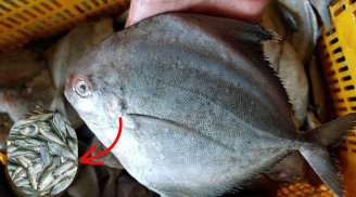 Đi chợ thấy loại cá này đừng tiếc tiền mua: Ít xương, giàu dinh dưỡng, giá chưa đến 100 nghìn/kg