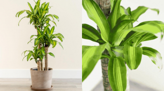 Người thuộc 2 mệnh này trồng cây thiết mộc lan như cá chép hóa Rồng, vượng tài vượng lộc, ăn nên làm ra