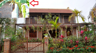 Ông bà ta bảo: 'Trước cau- sau chuối', lộc lá chẳng cạn bao giờ, con cháu nhiều đời có phúc