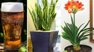 Bia hết hạn đừng vứt đi, tận dụng theo cách này sẽ thấy công dụng bất ngờ, tiết kiệm tiền triệu