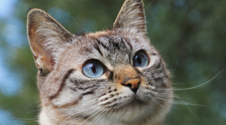 Tháng 10: 4 con giáp vận đỏ như son, luôn có quý nhân phù trợ, tiền đổ về đếm mỏi tay