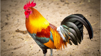 Từ nay tới Tết 2024: 4 tuổi hút cạn lộc Trời đổi đời thành triệu phú, 1 tuổi chật vật kiếm từng đồng