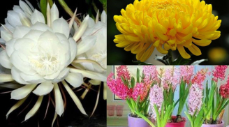 4 loài hoa đẹp mê hoặc nhưng để trong nhà thì tài lộc bay hết, vợ chồng dễ lục đục