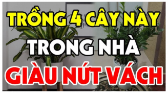 Trồng cây đừng chỉ biết mỗi kim tiền: 3 loại này cực kỳ may mắn, nghe tên đã thấy giàu sang, phú quý