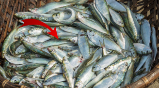 Loại cá giàu omega 3 hơn cả cá hồi, giá rẻ chỉ 90 nghìn/kg, đi chợ mua không cần nghĩ