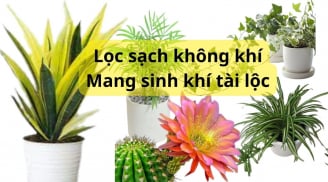 Gợi ý 5 cây cảnh lọc không khí tốt nhất, lại ưa bóng dễ trồng trong nhà, giúp bạn khỏe mạnh, thư giãn