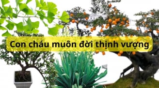 Nhà có 4 cây này con cháu muôn đời thịnh vượng, cây trăm năm tươi tốt tài lộc dôi dư nhiều đời