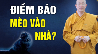 Tổ Tiên nói: 'Lợn đến nhà thì nghèo, chó đến nhà thì phú, mèo đến nhà ắt có tang', vì sao thế?