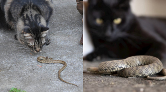 Vì sao rắn lại sợ mèo?