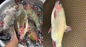 Nghề lạ ở Việt Nam: Nuôi loài cá từng nằm trong sách đỏ, cho ăn rau xanh, bán lãi 200 triệu đồng/năm