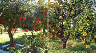 Trồng 5 cây ăn quả này trước nhà vừa gọi lộc, đẹp nhà lại có quả ngon ăn: Nhà giàu rất thích trồng