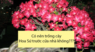 Có nên trồng cây hoa sứ trước cửa nhà không?