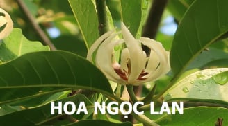 Có nên trồng cây hoa ngọc lan trước cửa nhà không?