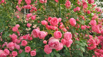 Hoa hồng thích nhất thứ nước này, nửa tháng tưới một lần là cây lớn ầm ầm, nhiều nụ, hoa nở quanh năm
